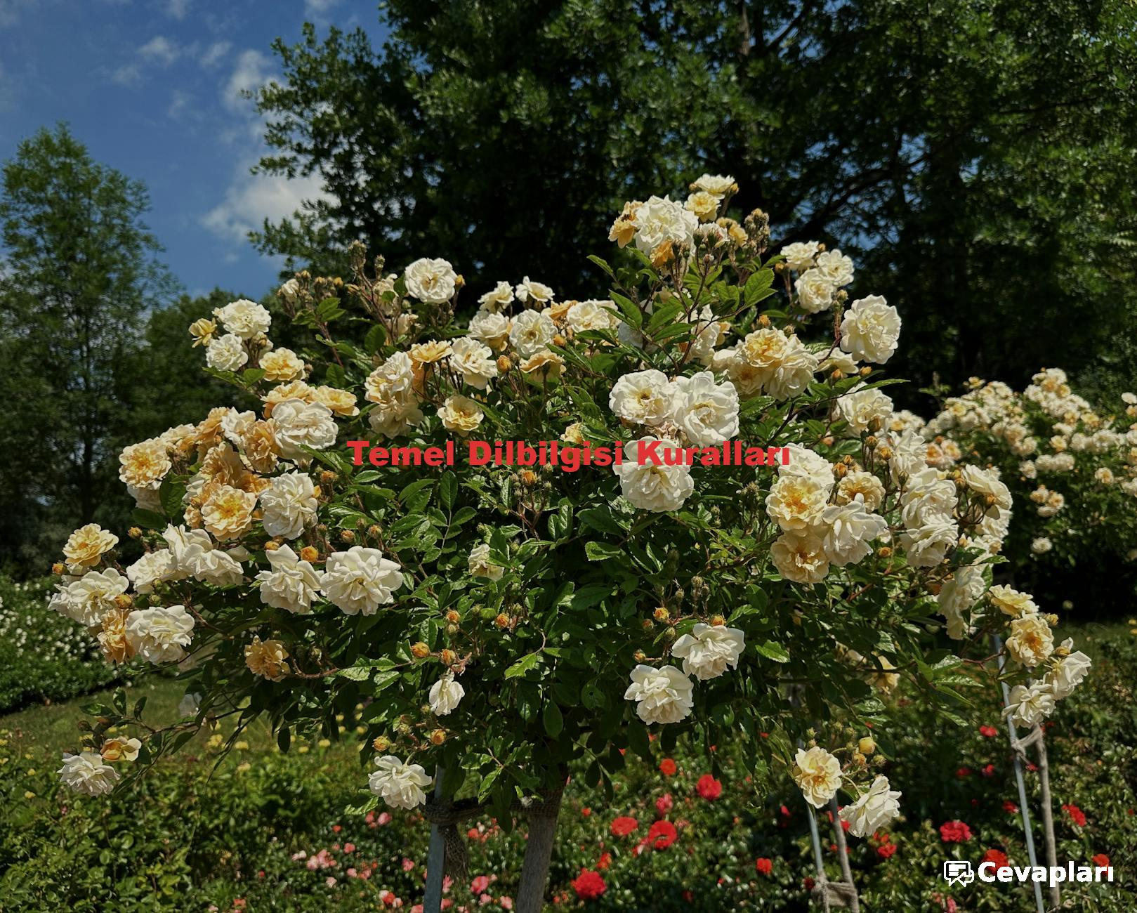 Temel Dilbilgisi Kuralları