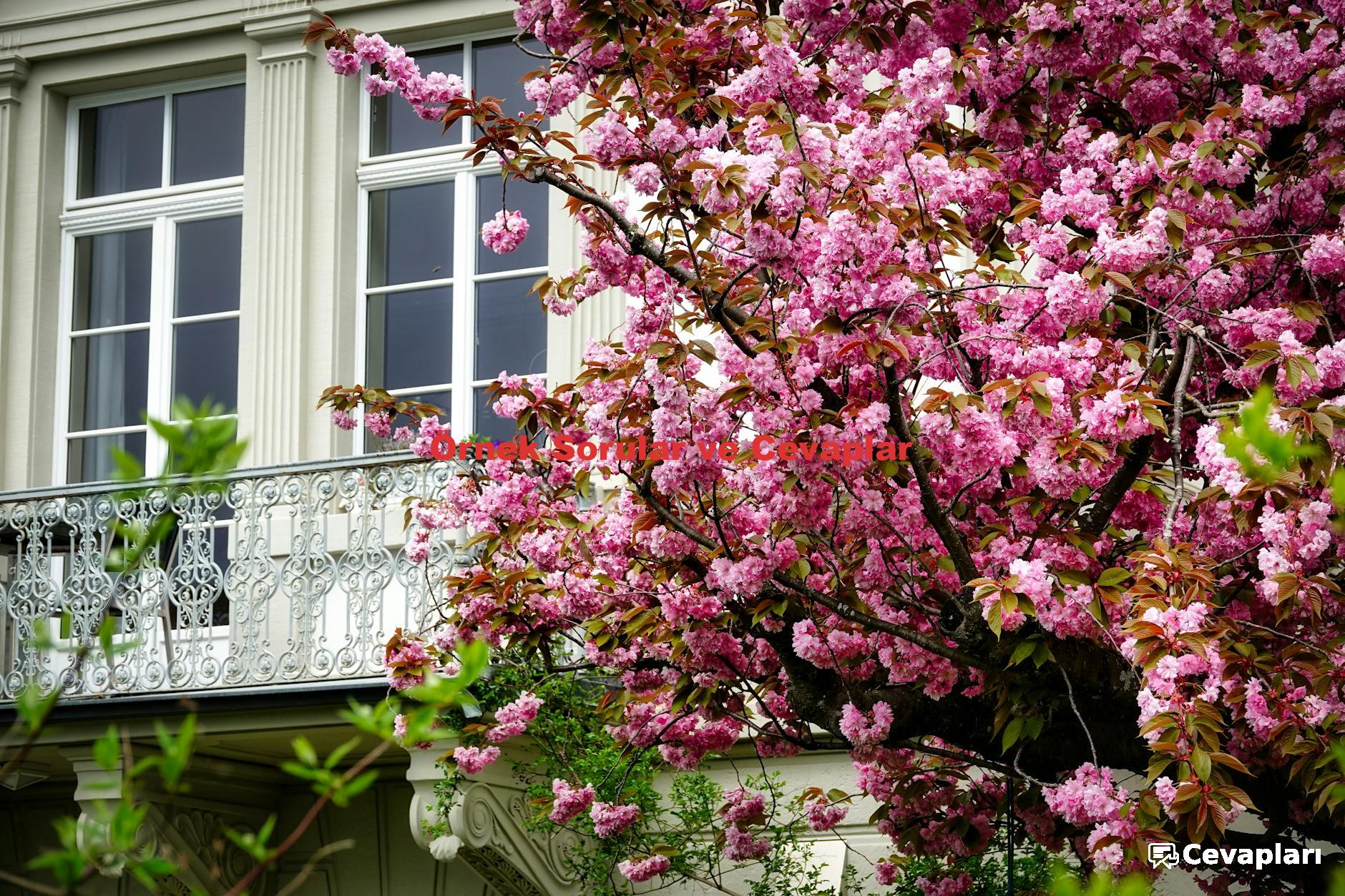 Örnek Sorular ve Cevaplar