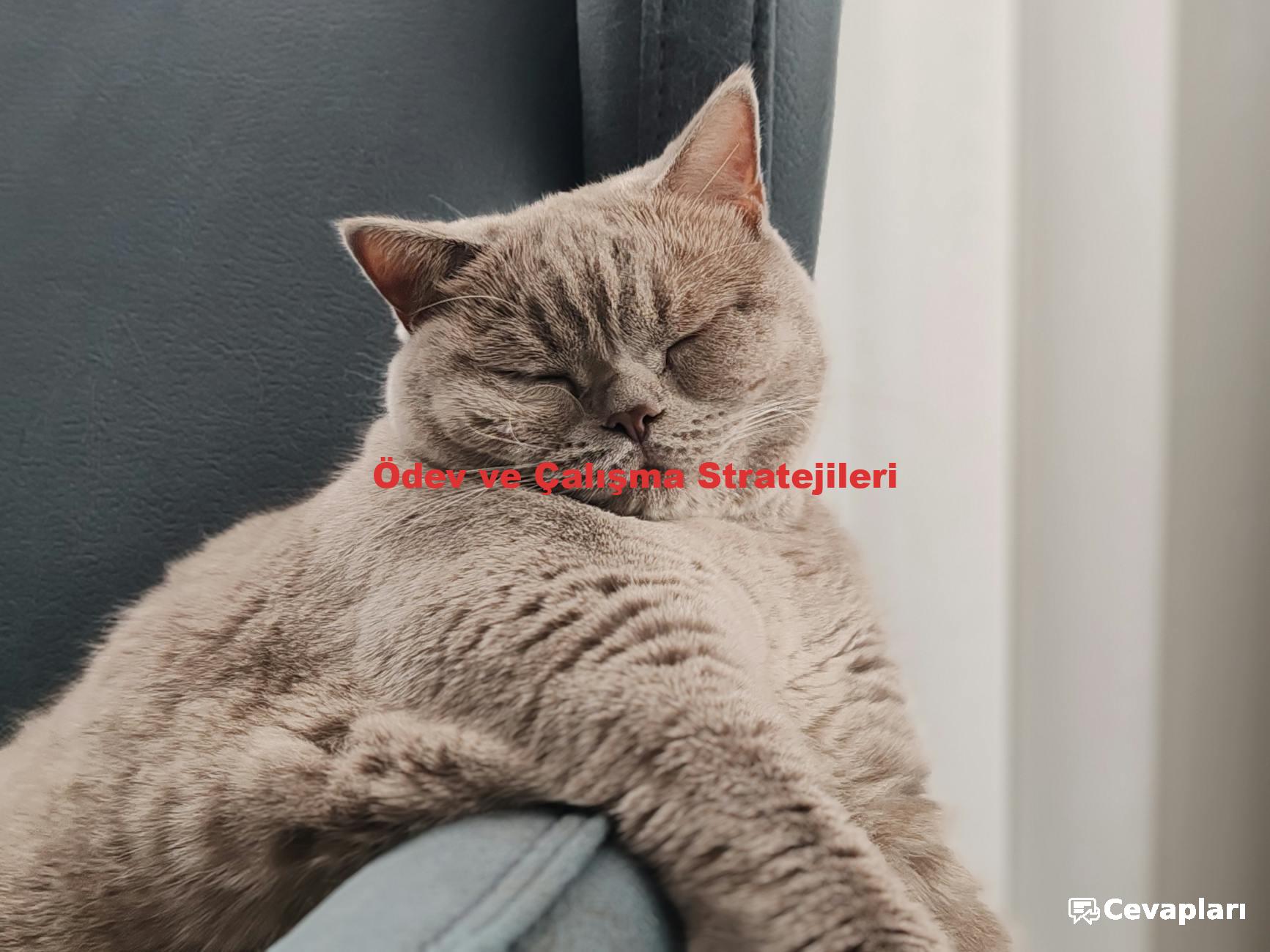 Ödev ve Çalışma Stratejileri